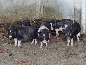 Pigs at our Guesthouse