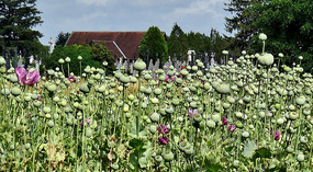 Poppies