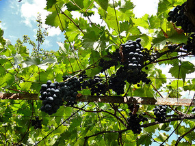 Grape Harvest Time in Georgia