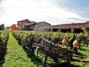 Monastery Vineyard