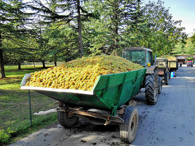 Queue waiting for grapes to be weighed