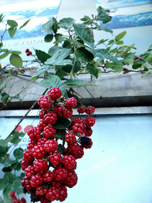 Sighnaghi Fruit