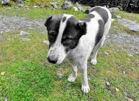 Breed with stubby ears in Mestia