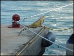 Our little friend again