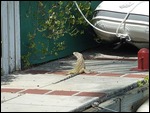 our little friend