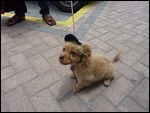 The cool Pup