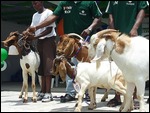 More contestants