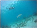 Swimming with the turtles