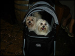 Dog walking