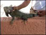 An Iguana 