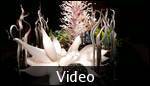 Chihuly Glass Blowing 1
