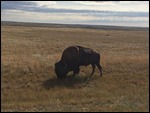 Buffalo, Grasslands NP