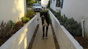 Zeus the guard dog