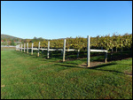 Keswick Vineyards