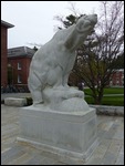 Bowdoin Polar Bear - School Mascot