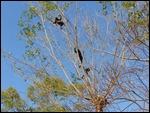 Howler Monkeys