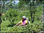 Tea Country, near Dalhousie