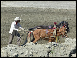 Plowing between Shigatse and Gyantse