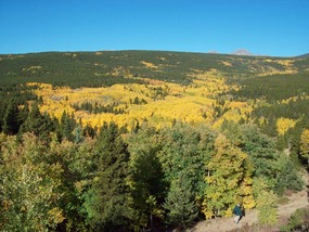 Aspen near the Trailhead