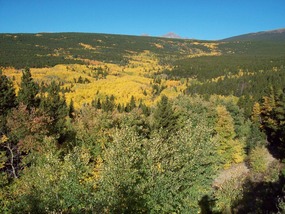 Aspens near the Trailhead
