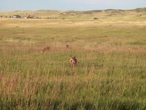Pronghorn Antelope, Weld County
