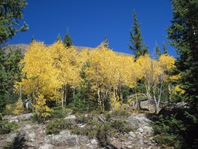 Aspens