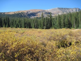Willow Thickets