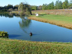 Keswick Vineyards