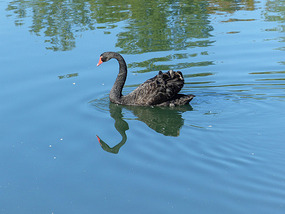 Black Swan at Keswick Vineyards
