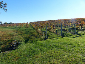 Keswick Vineyards