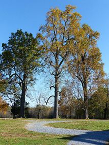 Tulip Poplars, Poplar Forest