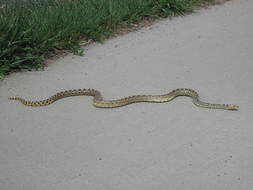 Snake on the Cherry Creek Bike Trail, SE Denver