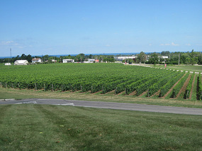 Vineyards near Grimsby