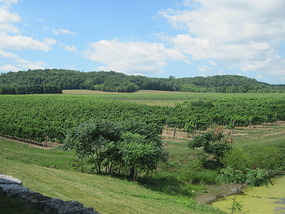 Vineyards near Grimsby