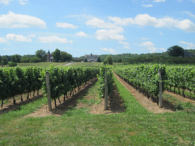 Vineyards near Grimsby