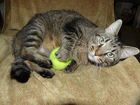 Marsalis, a Fine Example of a UNH Wildcat