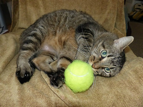 Marsalis Shows Off His Wild Side