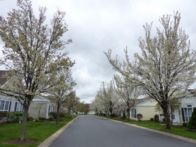 Early April in the Ponds