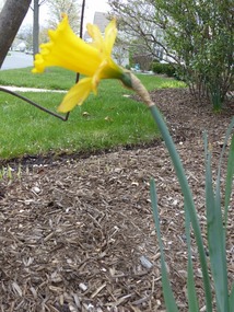 Retirement Village Flora