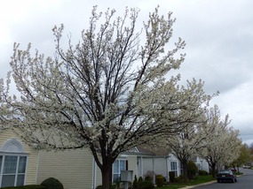 Spring Comes to the Ponds