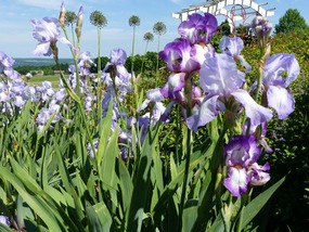 June Irises