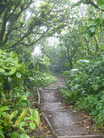 Cloud Forest on Mombacho Volcano