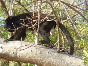 Howler Monkey