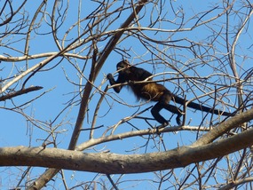 Howler Monkey