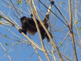Howler Monkey