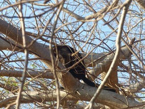 Howler Monkey