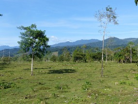 Caribbean Side Rainforest