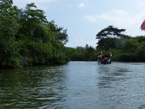 Through the Mangroves