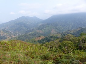 Former Coca Plantations