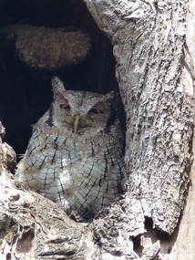 Owl in its Tree Nest, Hacienda Coloma